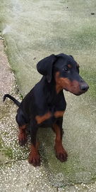 Cuccioli di dobermann