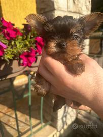 Cuccioli di Yorkshire mini toy