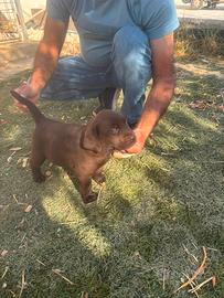 Labrador