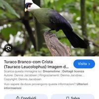 Turaco Cresta Bianca