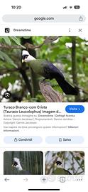Turaco Cresta Bianca