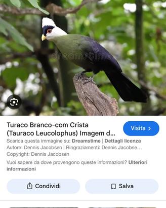 Turaco Cresta Bianca