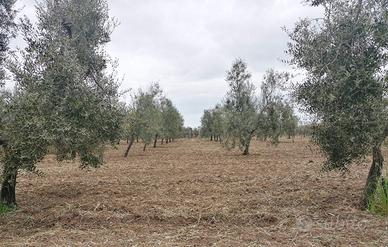 Uliveto a Margherita di Savoia