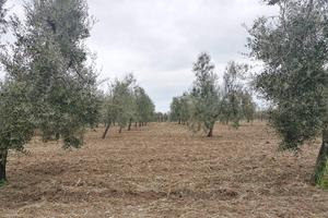 Uliveto a Margherita di Savoia
