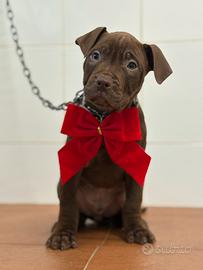 American pitbull terrier UKC