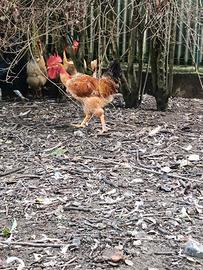 Vendita gallo collo nudo