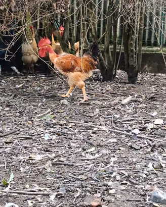 Vendita gallo collo nudo