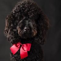 Totò disponibile per monta ?