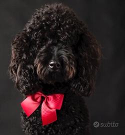 Totò disponibile per monta ?