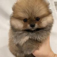 VOLPINI SPITZ NANI di POMERANIA CUCCIOLI