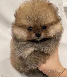 VOLPINI SPITZ NANI di POMERANIA CUCCIOLI