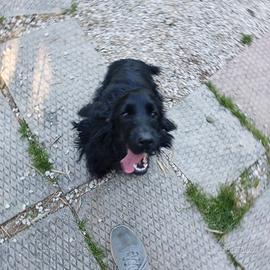 Cane da tartufo Cocker femmina