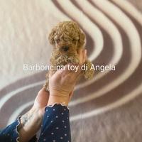 Barboncina toy