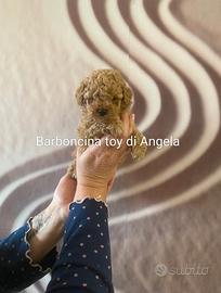 Barboncina toy