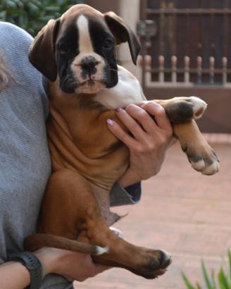 Cuccioli boxer