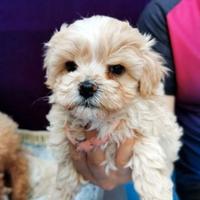 Cuccioli di maltipoo