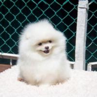 Volpino della pomerania