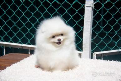 Volpino della pomerania