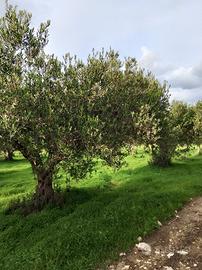 Terreno agricolo