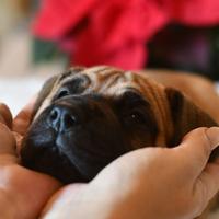 Alano Fulvo cuccioli alta genealogia