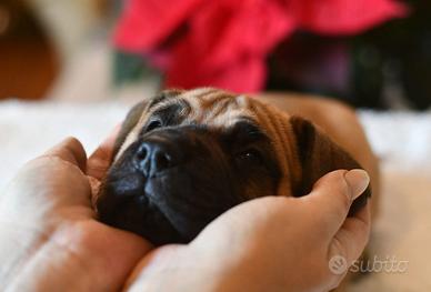 Alano Fulvo cuccioli alta genealogia