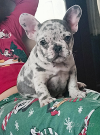 Cuccioli Bulldog francese stupendi