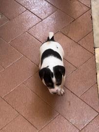 Jack Russell