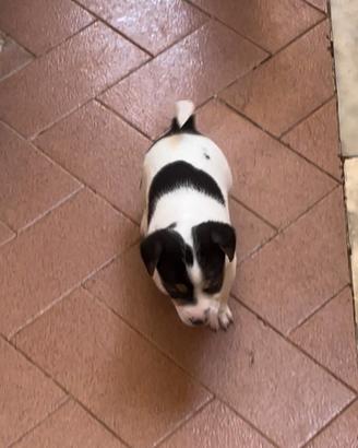 Jack Russell