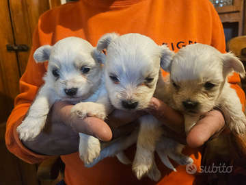 Maltesi disponibili per giugno