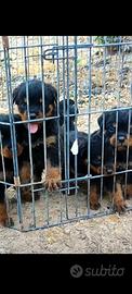 Cuccioli rottweiler pedigree