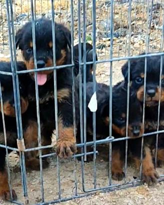 Cuccioli rottweiler pedigree