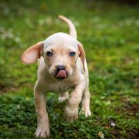 Cucciolo femmina due mesi