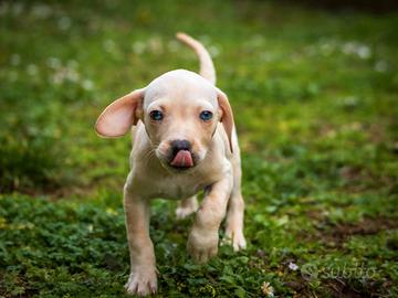 Cucciolo femmina due mesi
