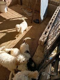 Cuccioli di Lagotto con pedigree