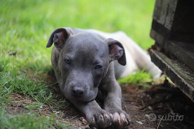 Ultimo cucciolo Blue in pronta consegna