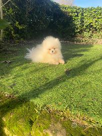 Cuccioli di spitz Pomerania