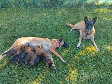 Pastore belga malinois