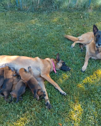 Pastore belga malinois