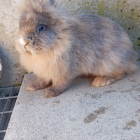Coniglietta nana testa di leone