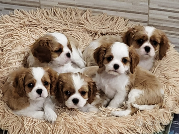 Cavalier king charles spaniel