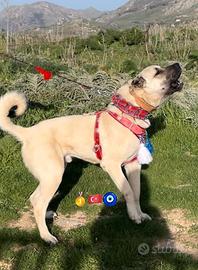 Cuccioli di Kangal