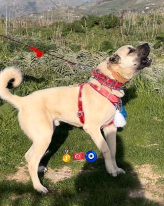 Cuccioli di Kangal