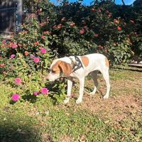 Cucciola beagle/terrier 5 mesi