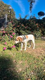 Cucciola beagle/terrier 5 mesi