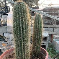 Cactus ornamentali rari