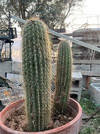 Cactus ornamentali rari