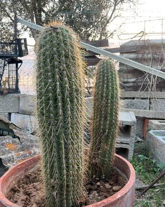 Cactus ornamentali rari