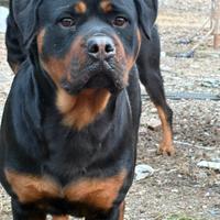 Rottweiler femmina