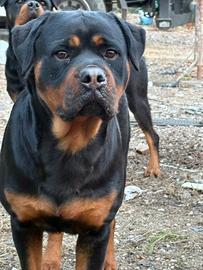 Rottweiler femmina