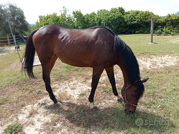 Cavallo